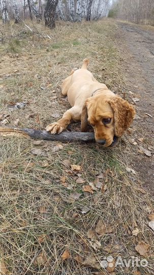 Вязка собак английский кокер спаниель