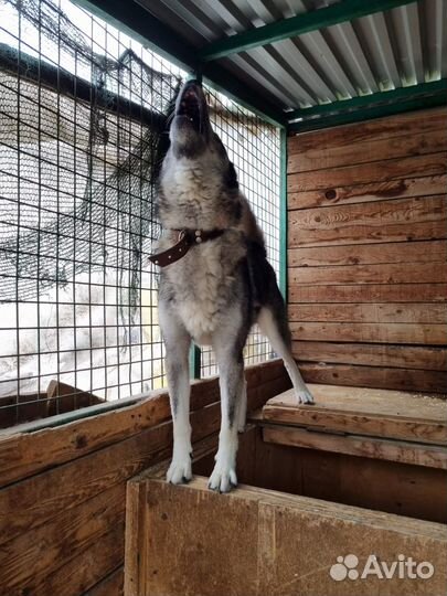 Гром-статный и красивый песик ищет дом
