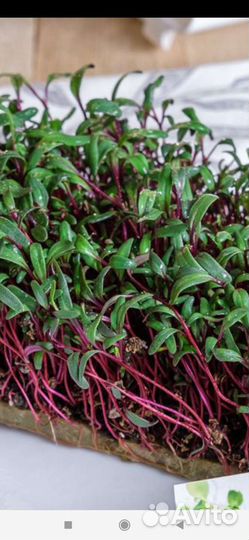 Микрозелень Базилик Редис Санго