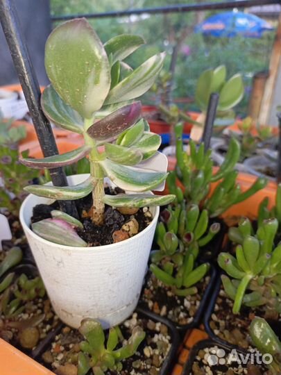 Крассула редкая сортовая коллекционная