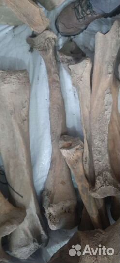 Нога кость мамонта