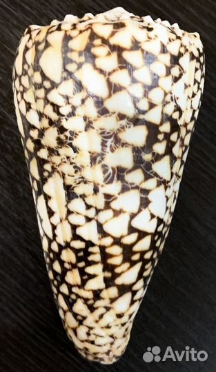 Морские ракушки раковины