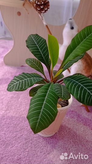 Молочай беложилковый