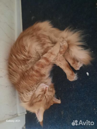 Мейн-кун вязка