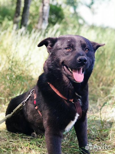 Собака из приюта