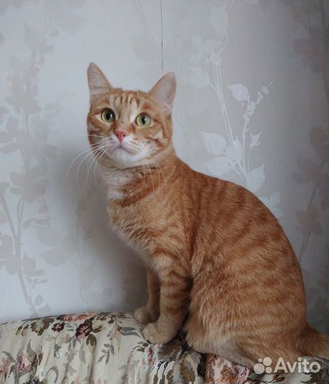 Кошечка Мурка