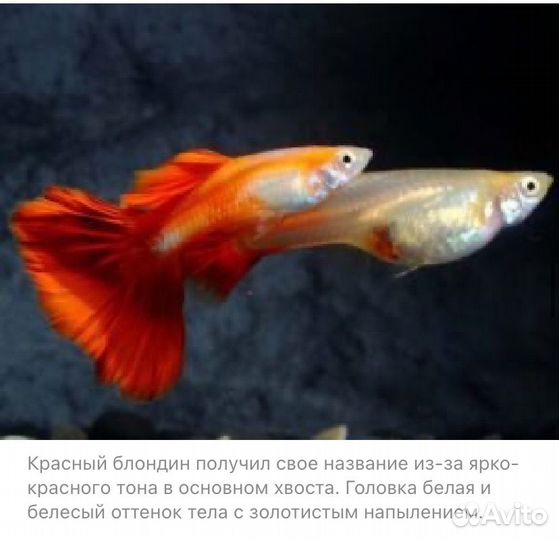 Рыбки гуппи