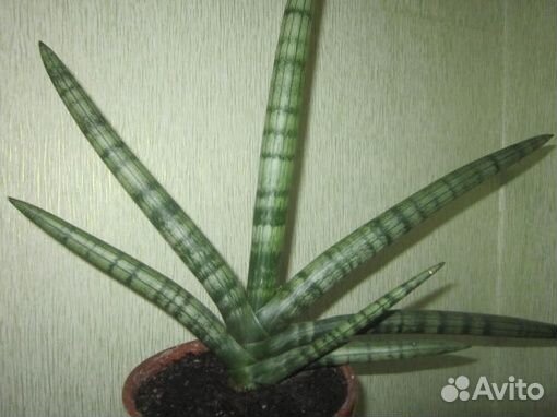 Сансевиерия Бонселенсис