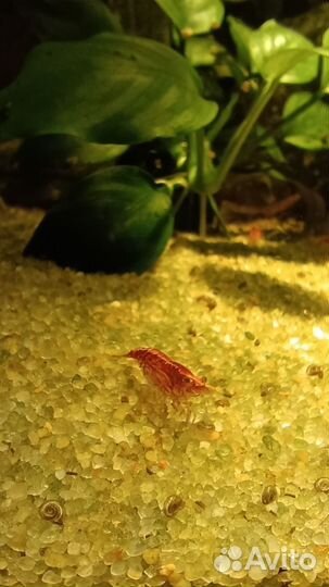 Аквариумные креветки