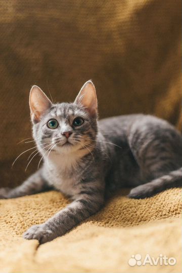 Котёнок в дар