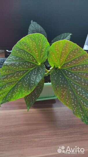 Цветы комнатные