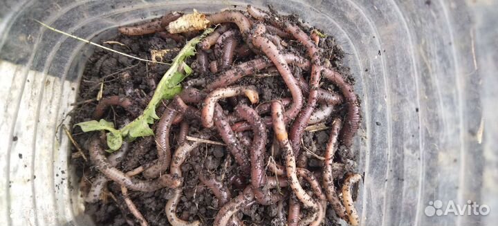 Черви для рыбалки