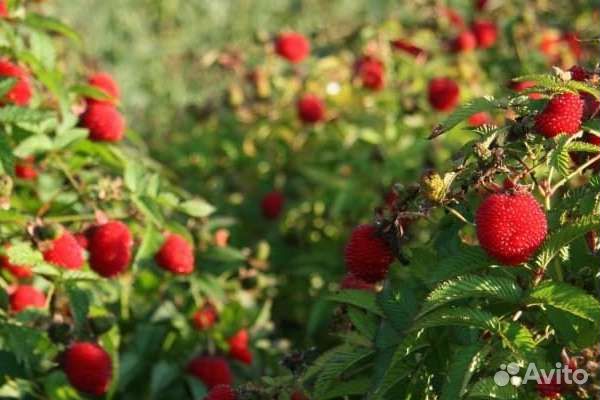 Саженцы Малина Тибецкая Мяо Мяо