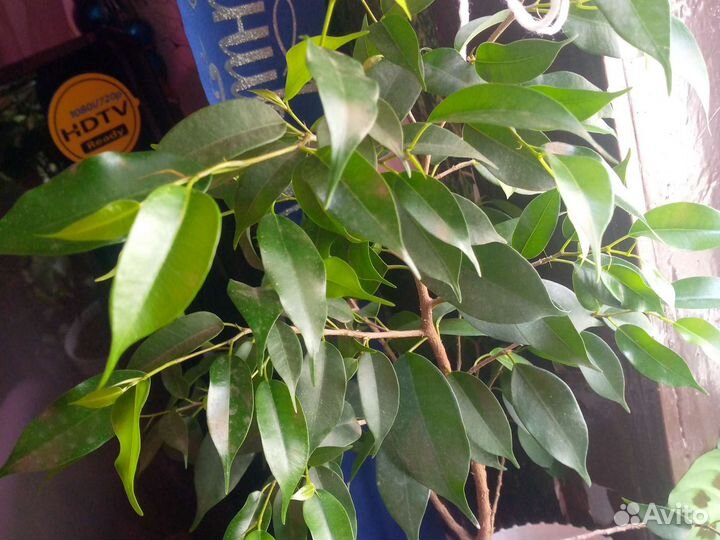 Комнатные цветы