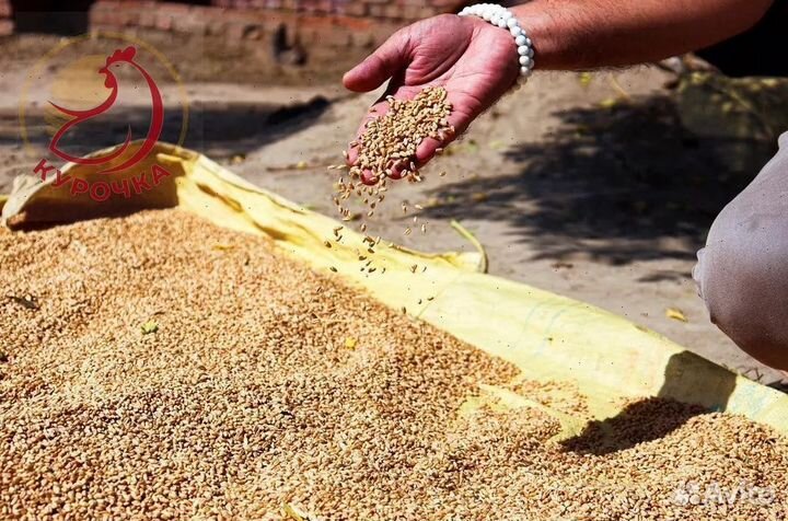 Зерно, овес, ячмень, пшеница