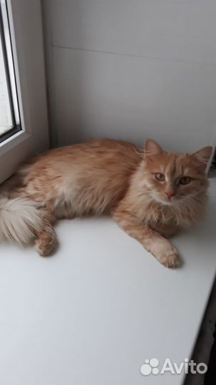 Кошки бесплатно