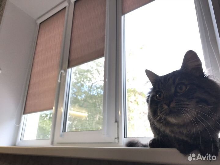 Рулонные шторы