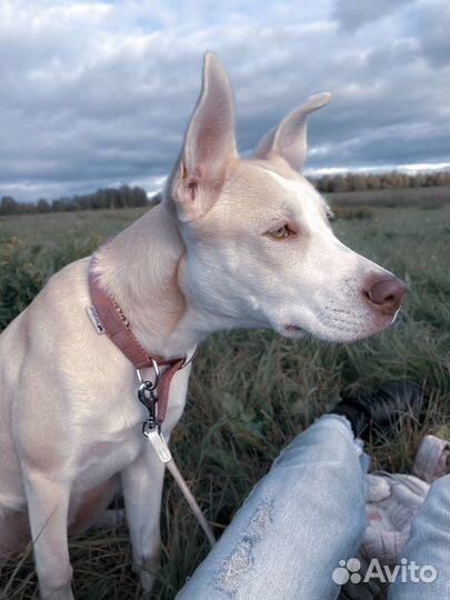 Передержка собак, животных (догситтер)