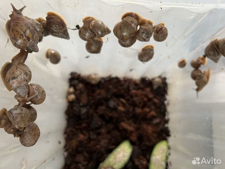 Улитки ахатины гигантские бесплатно