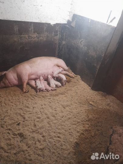 Поросенок ландрас