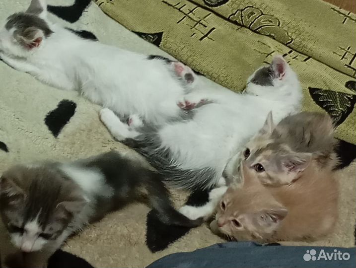 Котята отдам в добрые руки бесплатно
