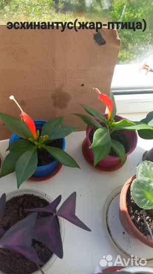 Комнатные растения