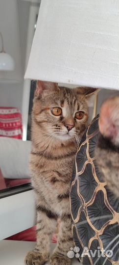 Котенок Верочка