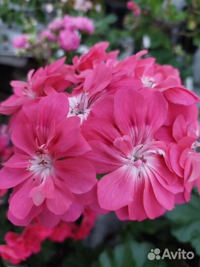 Пеларгония сортовая