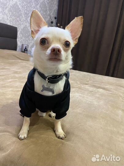 Вязка чихуа, мальчик