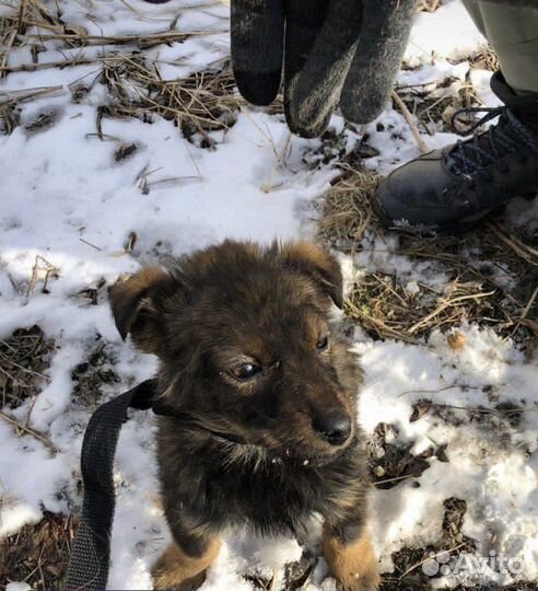 Щенок в добрые руки