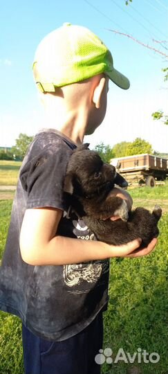 Щенки в добрые руки