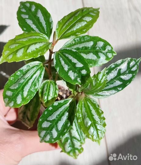 Диоскорея дисколор, Фуксия, Пилея Кадье