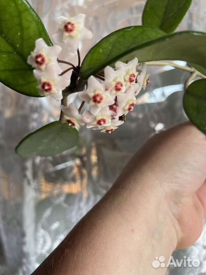 Хойя карноза