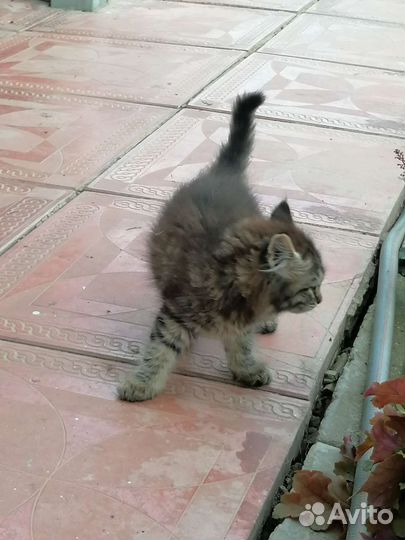 Котята в добрые руки, девочка