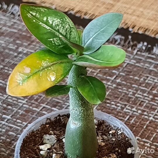 Адениум арабикум