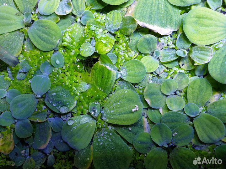 Пистия, гуппи, катушки, мелании