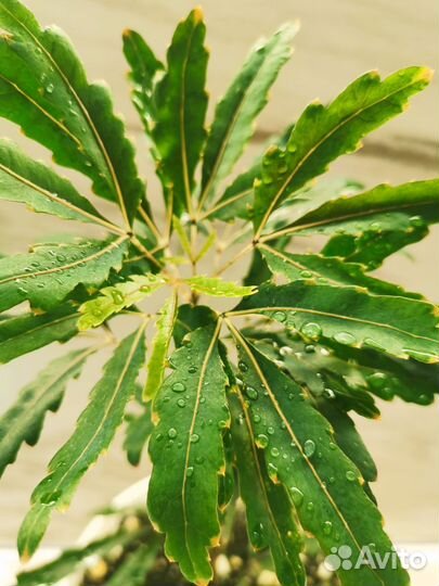 Шефлера Дизиготека