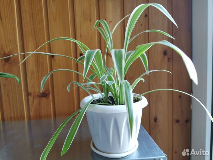 Комнатные цветы