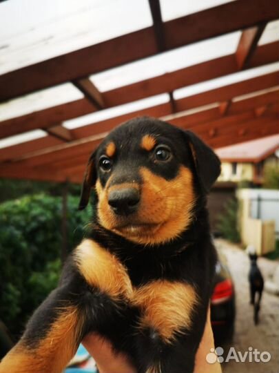 Щенки ждут новых хозяев