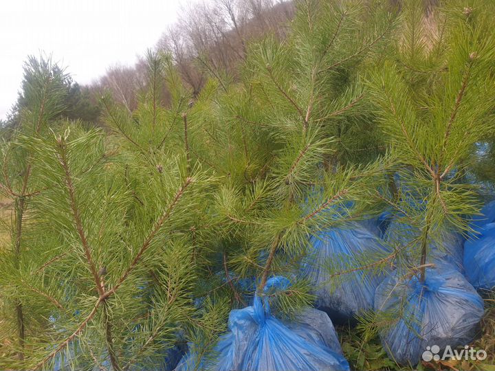 Саженцы сосны обыкновенной