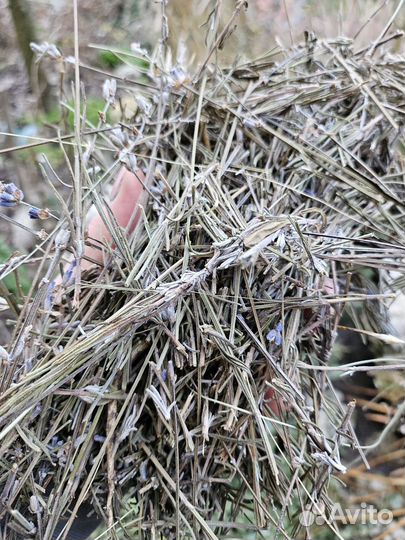 Лаванда стебли