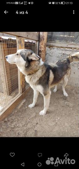 Собака в добрые руки