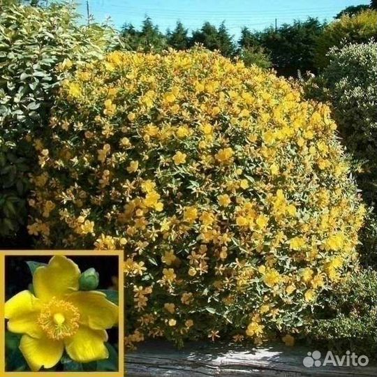 Барбарисы, ракитник BoskoopRuby, спиреи