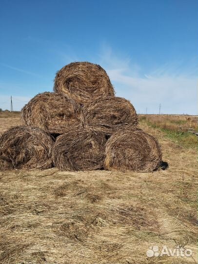 Продам сено в рулонах