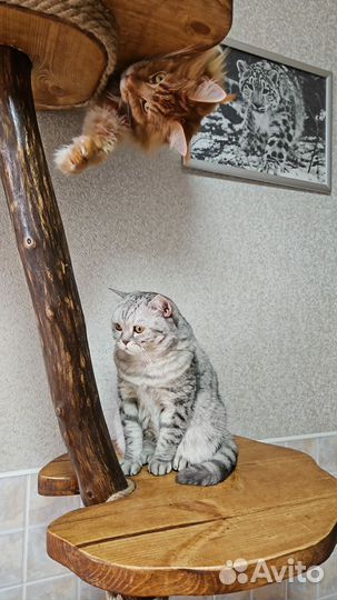 Когтеточка из дерева