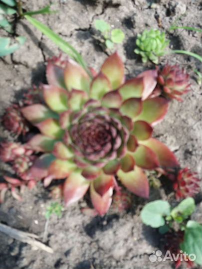 Молодило каменная роза 20 сортовг