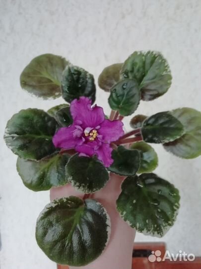 Фиалка пестролистная