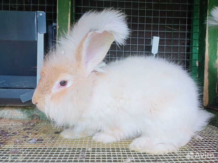 Кролики немецкая ангора