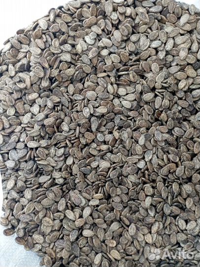 Семена арбуза холодок