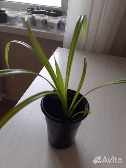 Пальма панданус